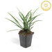 Liriope Muscari 'Big Blue' - Sæt Med 6 Stk