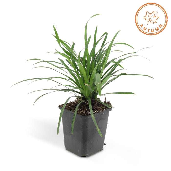 Liriope Muscari 'Big Blue' - Sæt Med 6 Stk