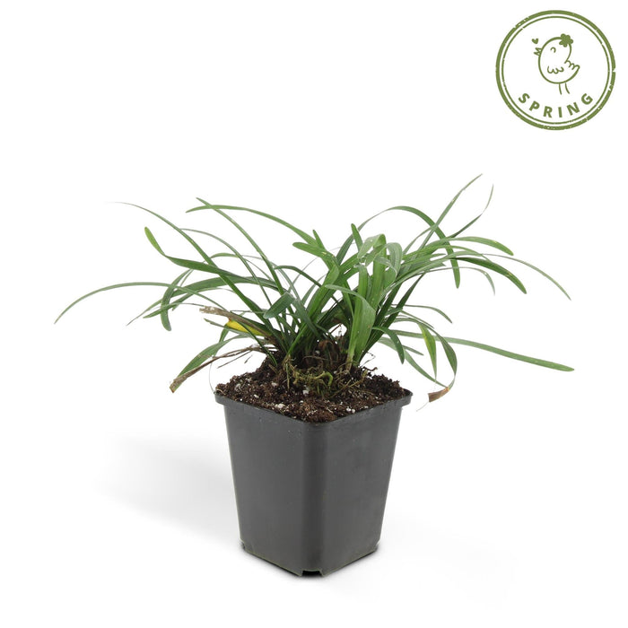 Liriope Muscari 'Big Blue' - Sæt Med 6 Stk