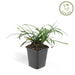 Liriope Muscari 'Big Blue' - Sæt Med 6 Stk