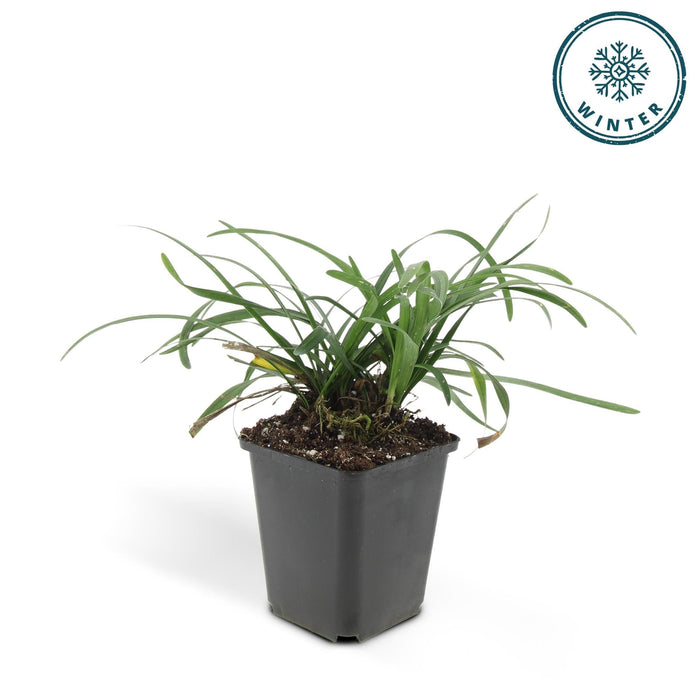 Liriope Muscari 'Big Blue' - Sæt Med 6 Stk