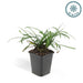 Liriope Muscari 'Big Blue' - Sæt Med 6 Stk