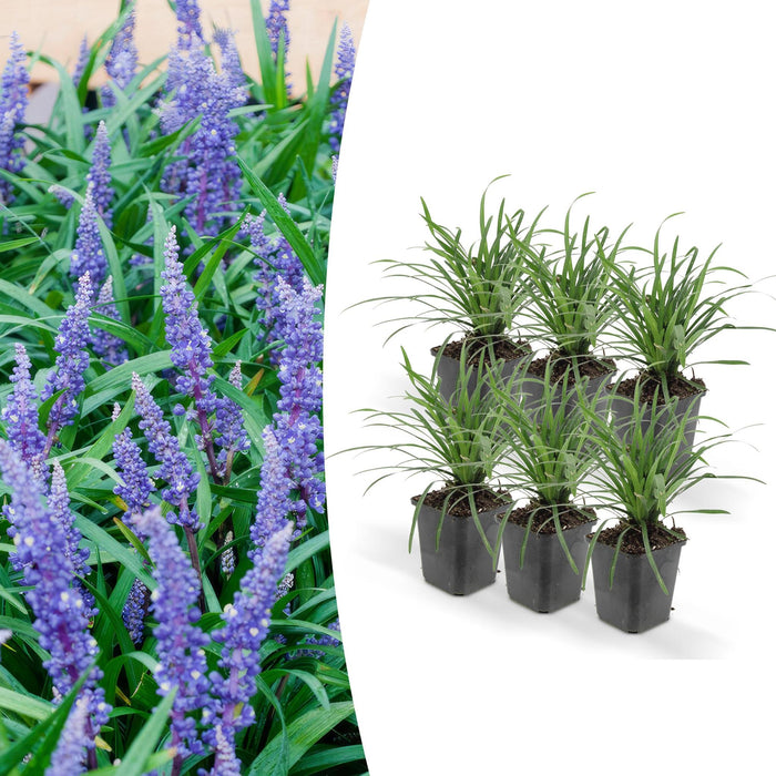 Liriope Muscari 'Big Blue' - Sæt Med 6 Stk