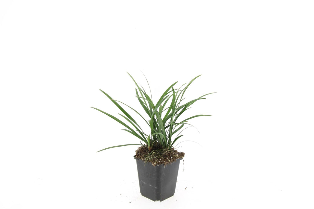 Liriope Muscari 'Big Blue' - Sæt Med 6 Stk