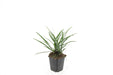 Liriope Muscari 'Big Blue' - Sæt Med 6 Stk