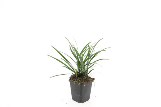 Liriope Muscari 'Big Blue' - Sæt Med 6 Stk