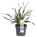 Liriope Muscari 'Ingwersen'
