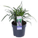 Liriope Muscari 'Ingwersen'