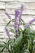 Liriope Muscari 'Ingwersen'