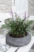 Liriope Muscari 'Ingwersen'