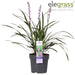 Liriope Muscari 'Ingwersen'