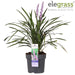 Liriope Muscari 'Ingwersen'