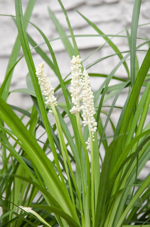 Liriope Muscari 'Monroe White'