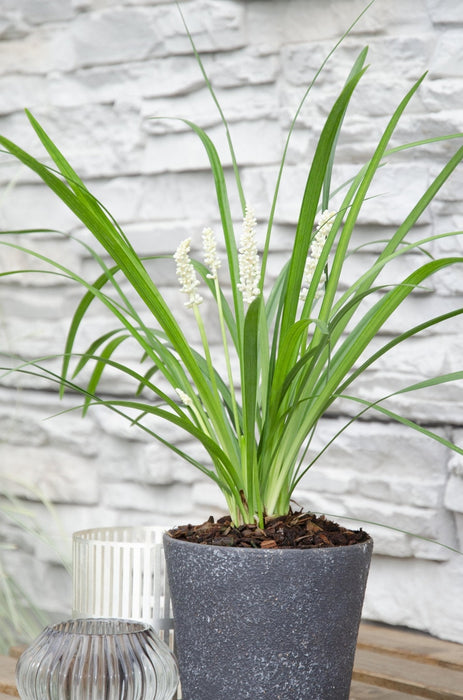 Liriope Muscari 'Monroe White'