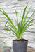 Liriope Muscari 'Monroe White'