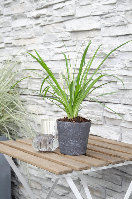 Liriope Muscari 'Monroe White'
