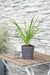 Liriope Muscari 'Monroe White'