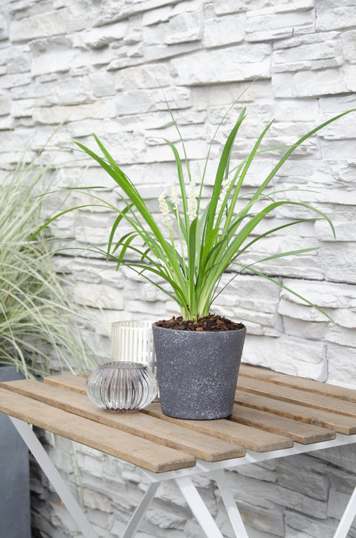 Liriope Muscari 'Monroe White'