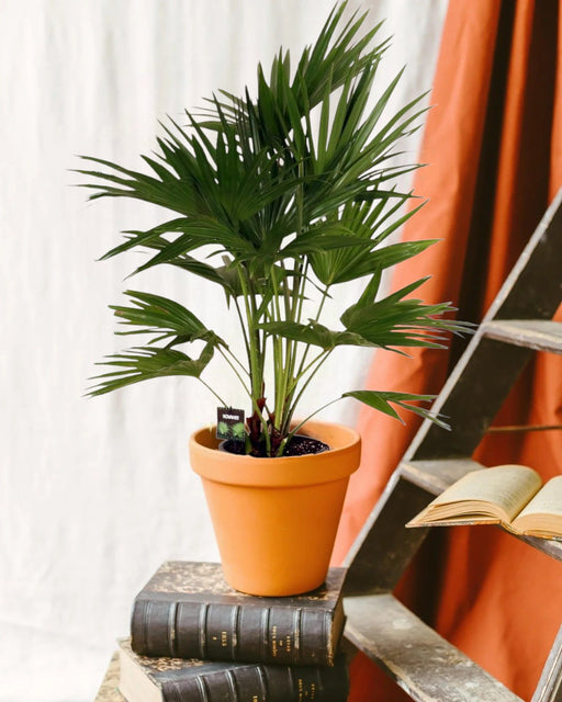 Livistona Chiensis