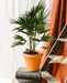Livistona Chiensis