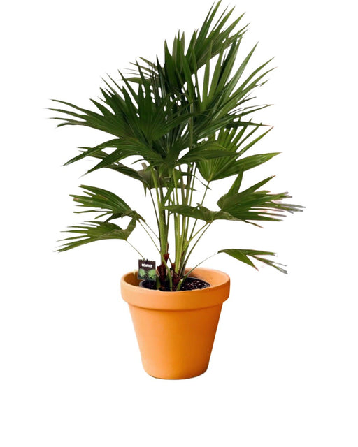 Livistona Chiensis