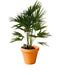 Livistona Chiensis