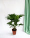 Livistona Rotundifolia H70Cm