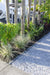Lomandra Longifolia 'White Sands'