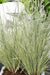 Lomandra Longifolia 'White Sands'