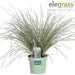Lomandra Longifolia 'White Sands'