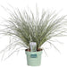 Lomandra Longifolia 'White Sands'