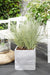 Lomandra Longifolia 'White Sands'