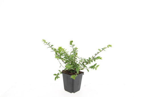 Lonicera Nit. 'Maigrün' - Sæt Med 6
