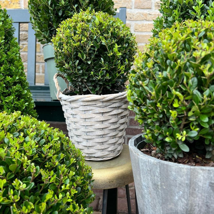 Parti På 2 Ilex Crenata 'Jenny' Ø20Cm