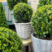 Parti På 2 Ilex Crenata 'Jenny' Ø20Cm