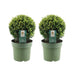 Parti På 2 Ilex Crenata 'Jenny' Ø20Cm