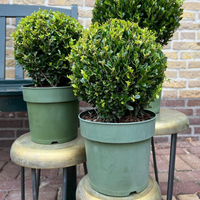 Parti På 2 Ilex Crenata 'Jenny' Ø20Cm