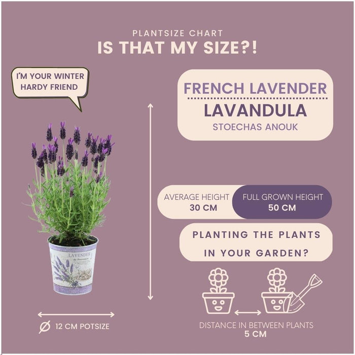 Sæt Med 3 Anouk® Lavendelpotter - D13Cm - Udendørs Plante
