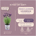 Sæt Med 3 Anouk® Lavendelpotter - D13Cm - Udendørs Plante
