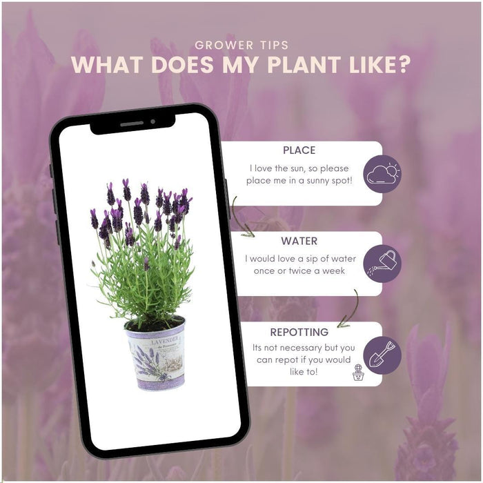 Sæt Med 3 Anouk® Lavendelpotter - D13Cm - Udendørs Plante
