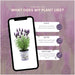 Sæt Med 3 Anouk® Lavendelpotter - D13Cm - Udendørs Plante