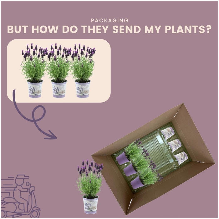 Sæt Med 3 Anouk® Lavendelpotter - D13Cm - Udendørs Plante