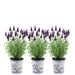 Sæt Med 3 Anouk® Lavendelpotter - D13Cm - Udendørs Plante