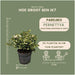 Parti Med 6 Hvide Mucronate Vintergrønt - Pernettya Mucronata Ø12Cm | ↨20 Cm