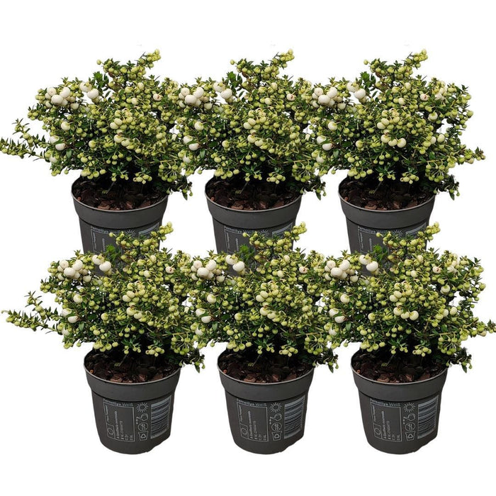 Parti Med 6 Hvide Mucronate Vintergrønt - Pernettya Mucronata Ø12Cm | ↨20 Cm