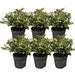 Parti Med 6 Hvide Mucronate Vintergrønt - Pernettya Mucronata Ø12Cm | ↨20 Cm