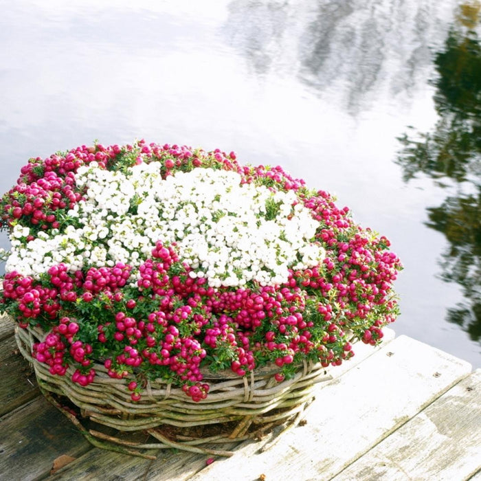 Parti Med 6 Hvide Mucronate Vintergrønt - Pernettya Mucronata Ø12Cm | ↨20 Cm