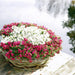 Parti Med 6 Hvide Mucronate Vintergrønt - Pernettya Mucronata Ø12Cm | ↨20 Cm