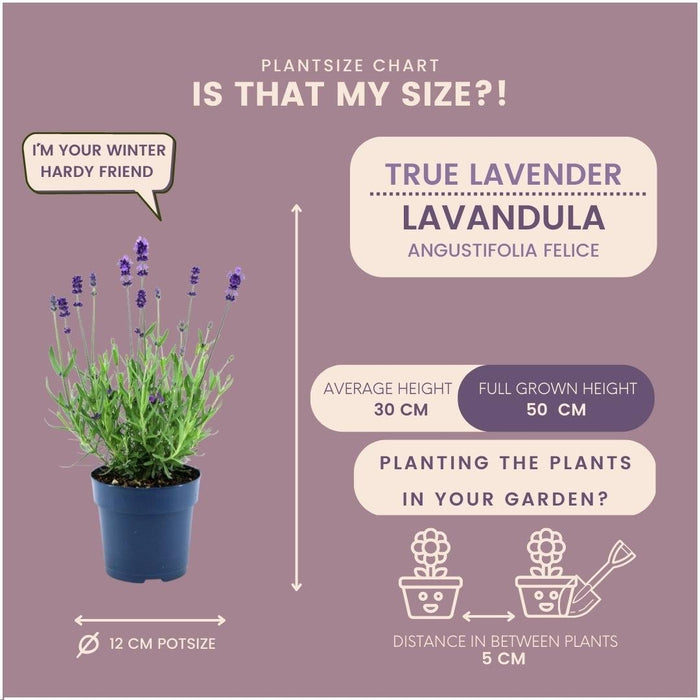 Sæt Med 6 Anouk® Lavendelpotter - D12Cm - Udendørs Plante