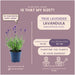 Sæt Med 6 Anouk® Lavendelpotter - D12Cm - Udendørs Plante
